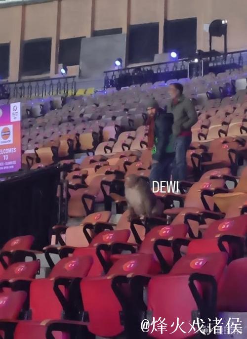 啊？羽毛球印度公开赛观众席闯入一只猴子